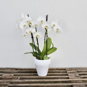 Orkidé i potte