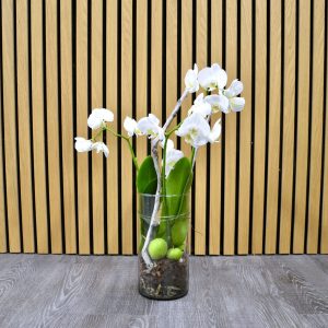 Orkidé i skjuler