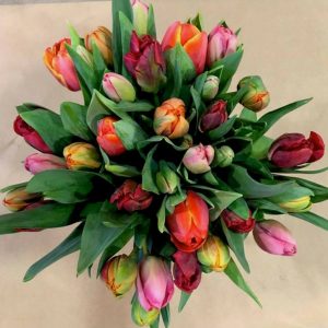 Tulipaner