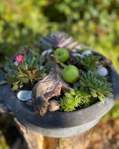 Efterårs & vinter sammenplantning