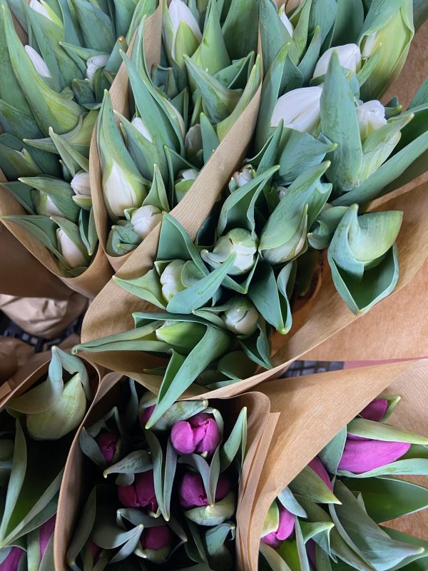 Tulipaner på løg