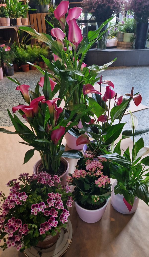 Månedens udvalgte plante