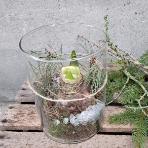 Amaryllis i Glas
