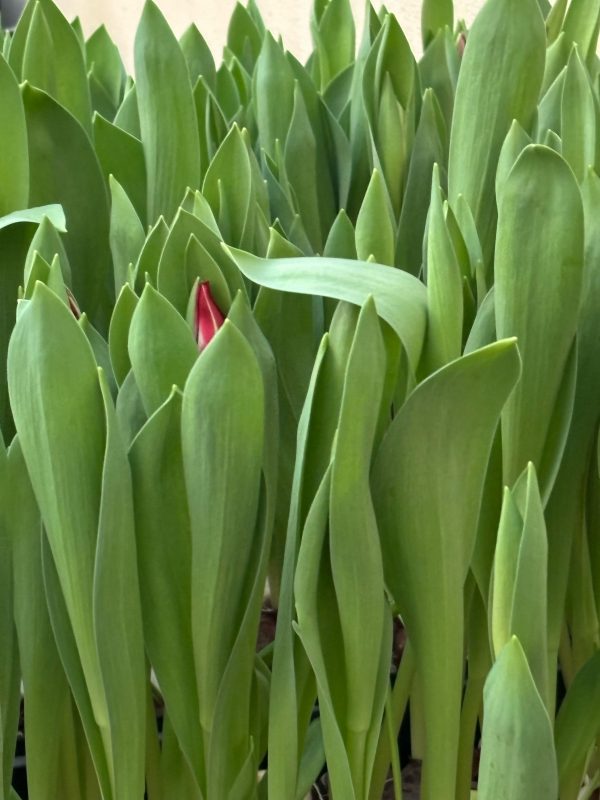 Tulipan buket fra Lolland