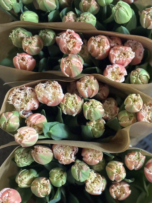 Tulipaner på løg
