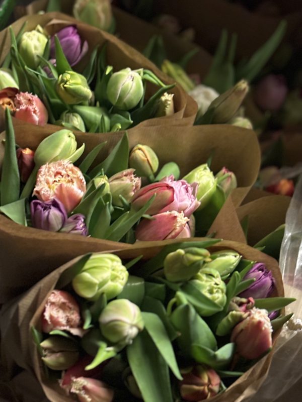 Tulipaner på løg