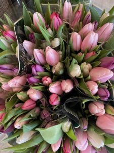 Tulipaner