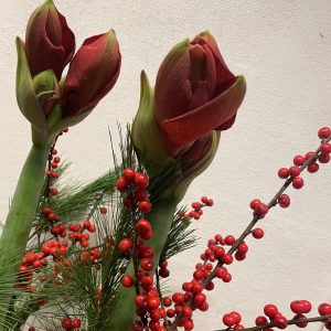 Enkelt amaryllis med ilex og fyr